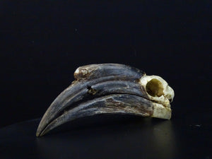 Black-casqued Hornbill Skull (Ceratogymna atrata) 17cm Non-CITES species