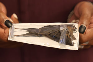 Bicolored Roundleaf Bat (Hipposideros bicolor) HANGING SPECIMEN 5" (Non-CITES)