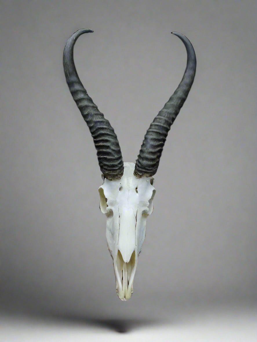 Springbok Skull (Antidorcas marsupialis) Non-CITES species