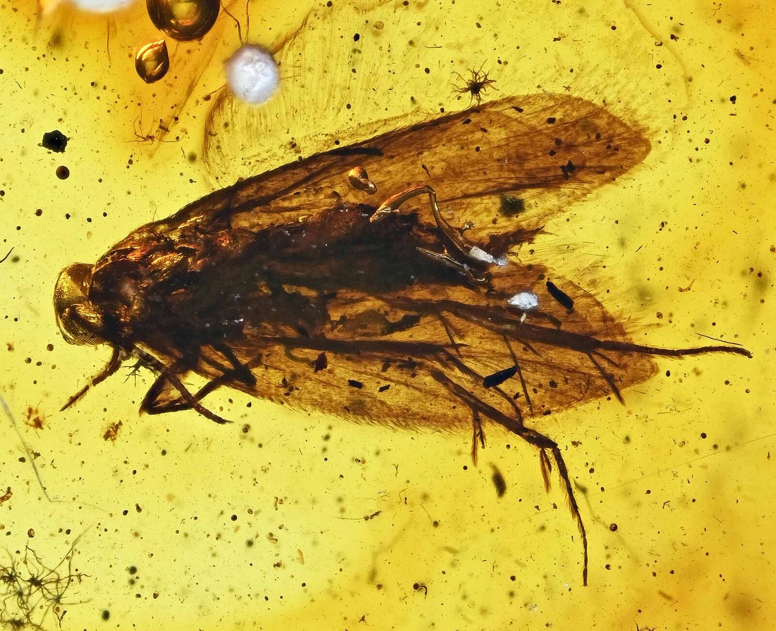 Lepidoptera Moth Fossil Inclusion in Baltic Amber (1015)