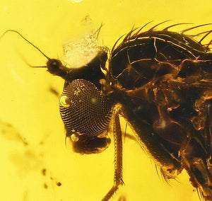 Brachycera Fly Fossil Inclusion in Baltic Amber (1465)