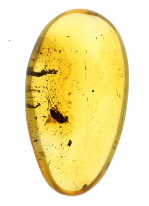 Brachycera Fly Fossil Inclusion in Baltic Amber (1465)