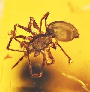 Arachnid Spider Fossil Inclusion in Burmese Amber (1612)