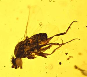 Brachycera Fly Fossil Inclusion in Burmese Amber (1794)