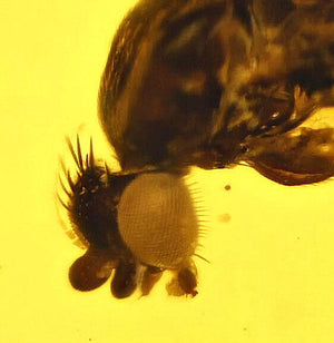 Brachycera Fly Fossil Inclusion in Burmese Amber (1794)