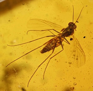 Nematocera Gnat Fossil Inclusion in Baltic Amber (1900)