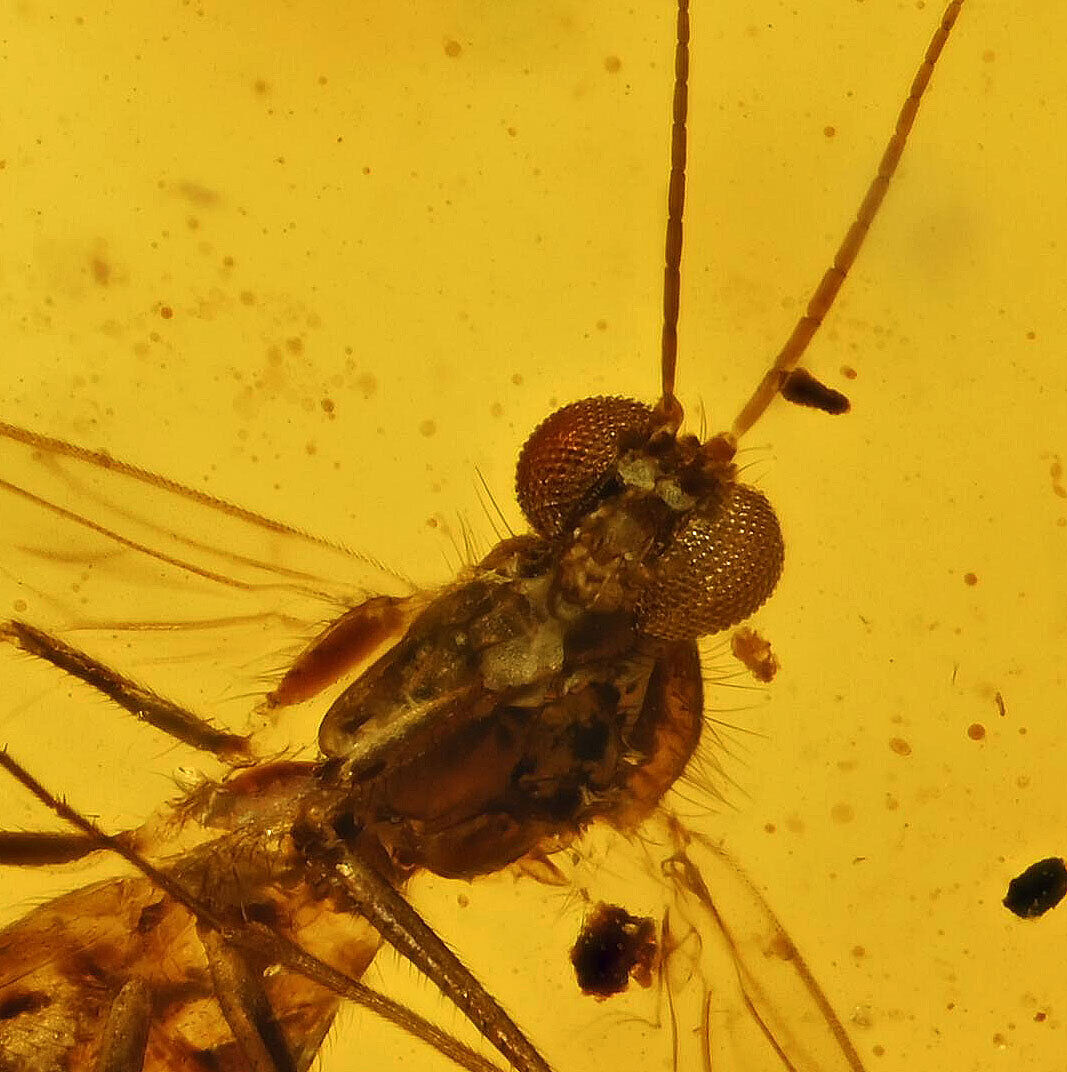 Nematocera Gnat Fossil Inclusion in Baltic Amber (1900)