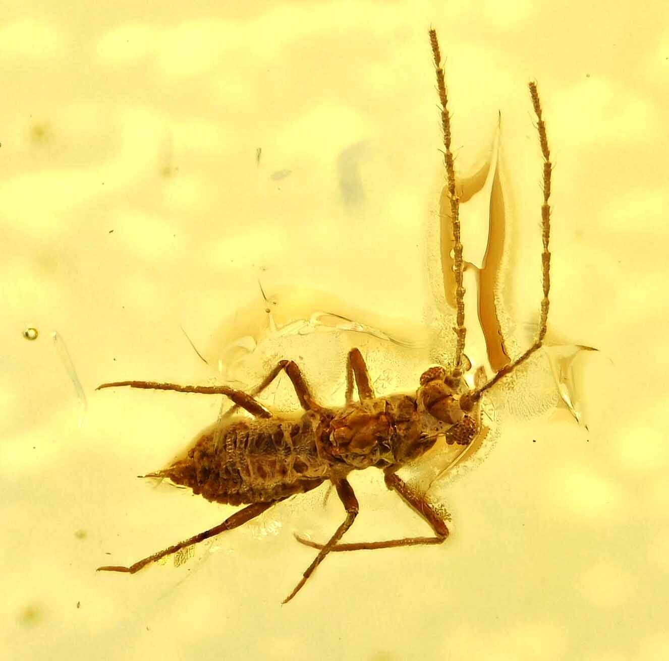 Aphidoidea Aphid Fossil Inclusion in Baltic Amber (1966)