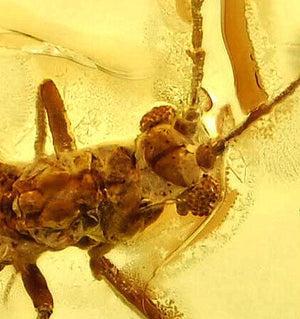 Aphidoidea Aphid Fossil Inclusion in Baltic Amber (1966)