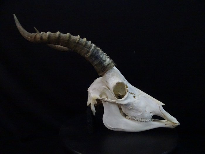 Blesbok Skull (Damaliscus pygargus phillipsi) Non-CITES species