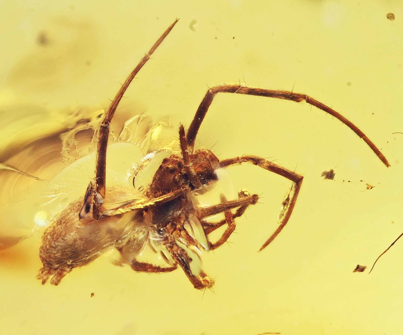 Arachnid Spider Fossil Inclusion in Burmese Amber (2468)