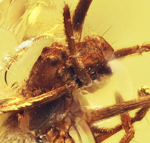 Arachnid Spider Fossil Inclusion in Burmese Amber (2468)