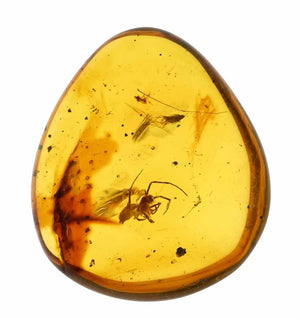 Arachnid Spider Fossil Inclusion in Burmese Amber (2468)