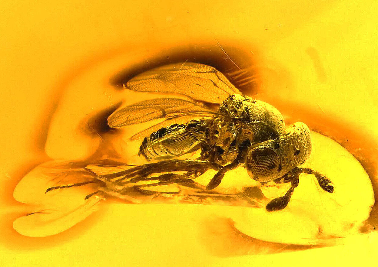 Scellionidae Wasp Fossil Inclusion in Baltic Amber (2605)