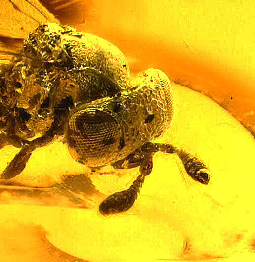 Scellionidae Wasp Fossil Inclusion in Baltic Amber (2605)