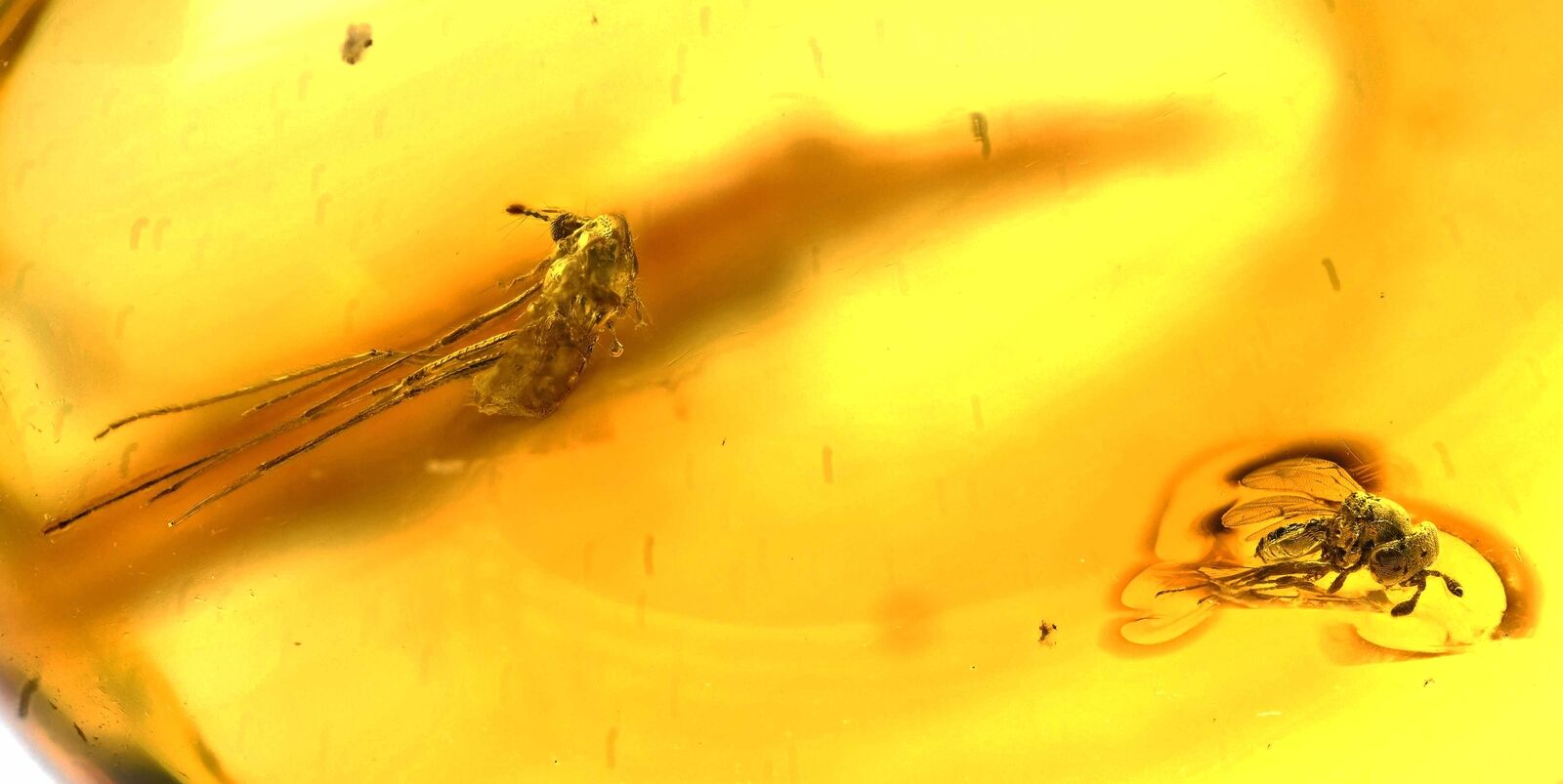 Scellionidae Wasp Fossil Inclusion in Baltic Amber (2605)