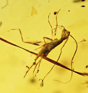 Gryllotalpa Cricket Fossil Inclusion in Burmese Amber (2681)