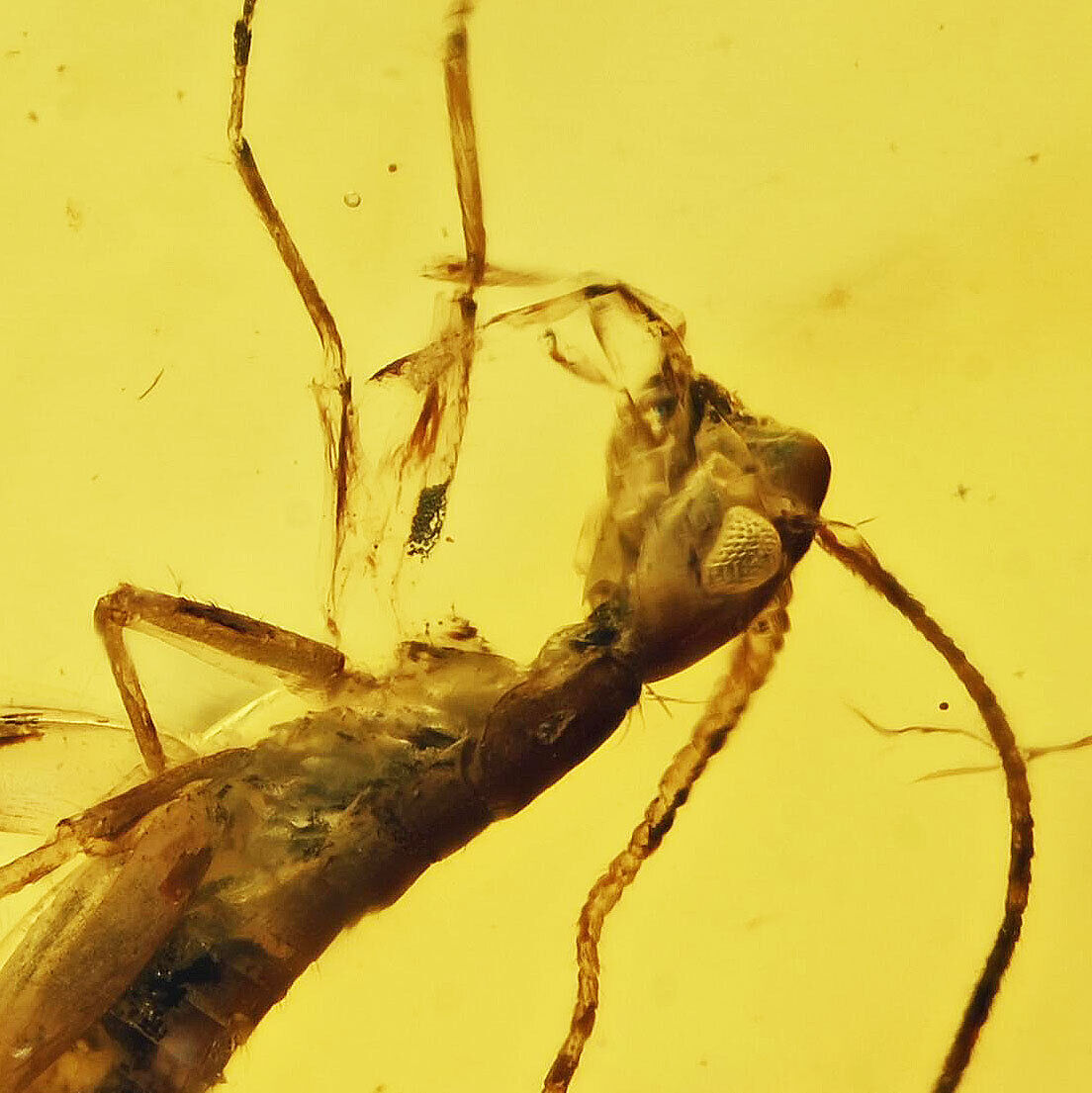 Gryllotalpa Cricket Fossil Inclusion in Burmese Amber (2681)