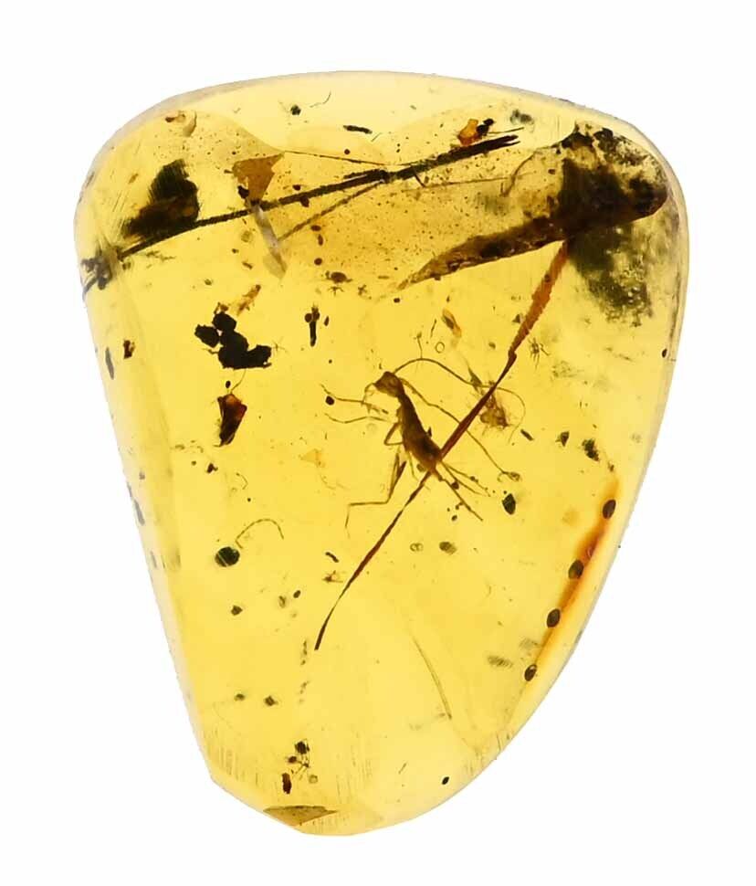 Gryllotalpa Cricket Fossil Inclusion in Burmese Amber (2681)