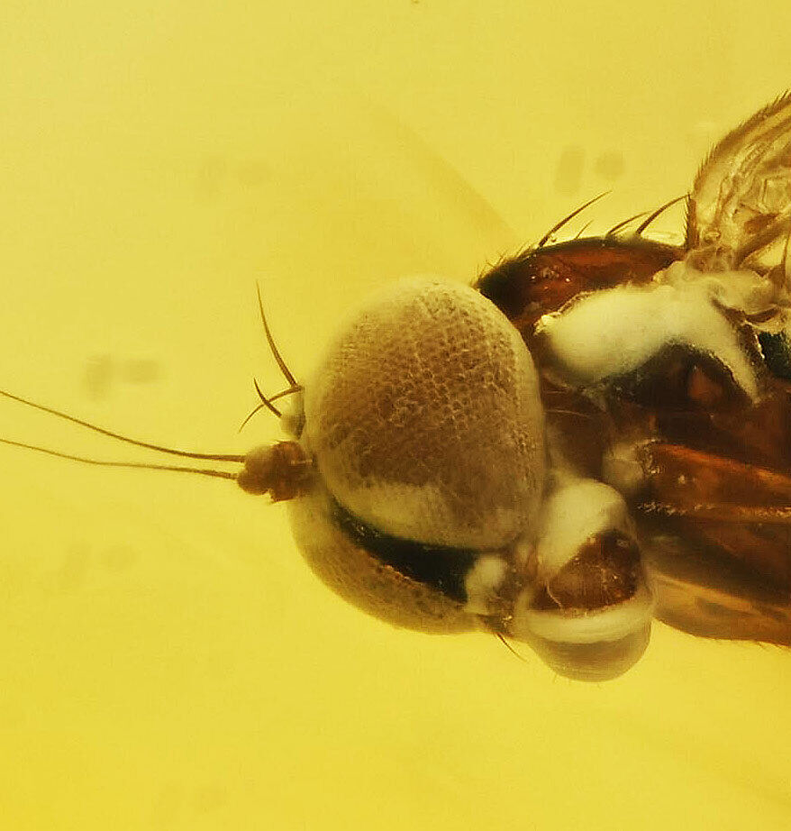 Brachycera Fly Fossil Inclusion in Dominican Amber (2976)