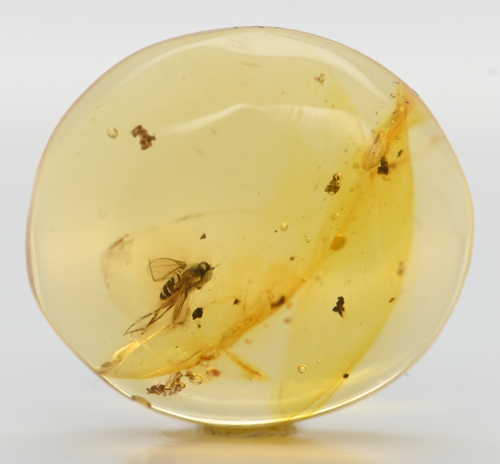 Brachycera Fly Fossil Inclusion in Dominican Amber (2976)