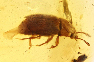 Coleotera Beetle Fossil inclusion in Burmese Amber (3177)