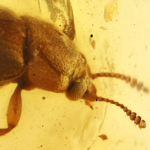 Coleotera Beetle Fossil inclusion in Burmese Amber (3177)