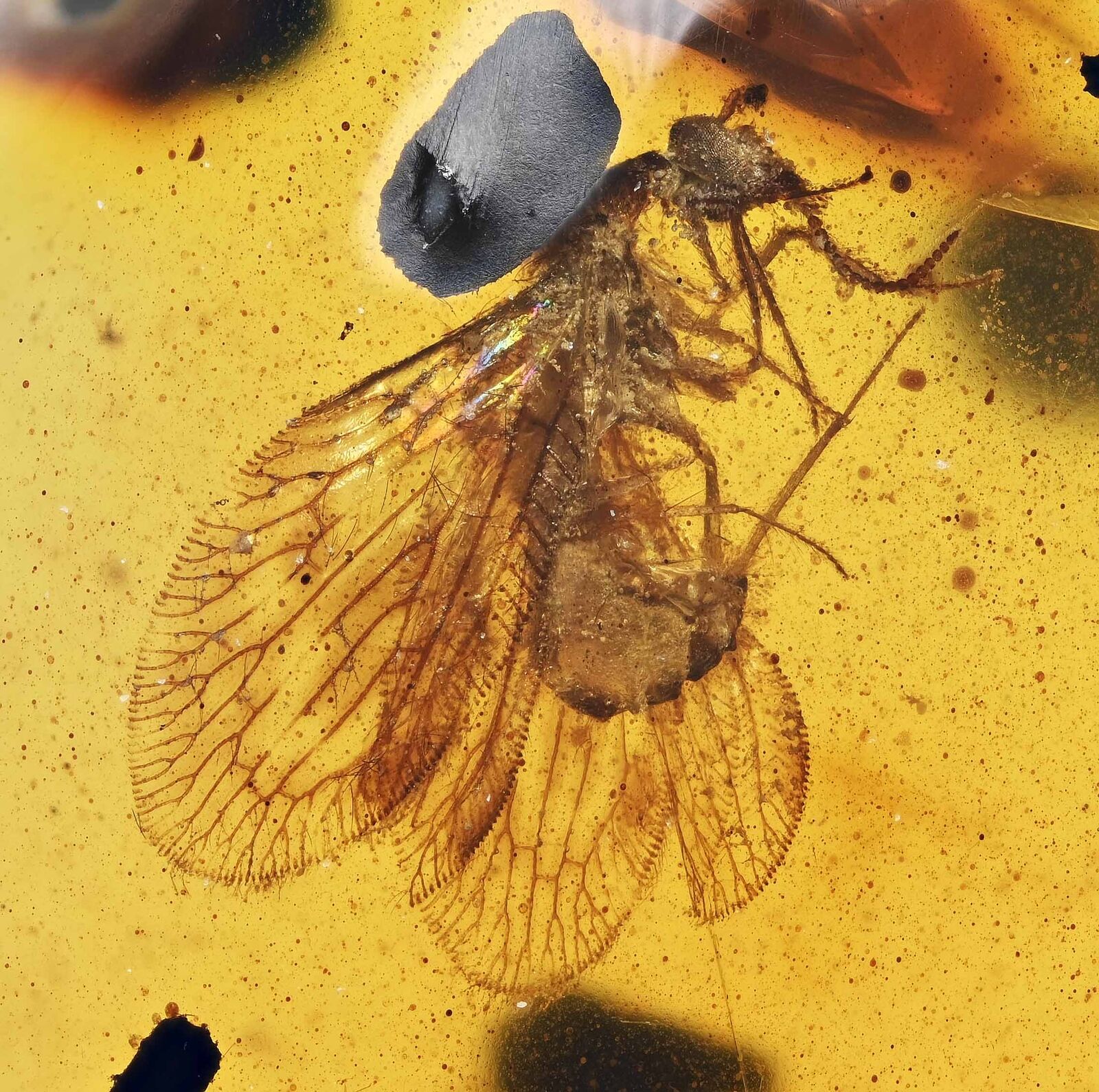 Neurotera Lacewing Fossil Inclusion in Burmese Amber (3229)