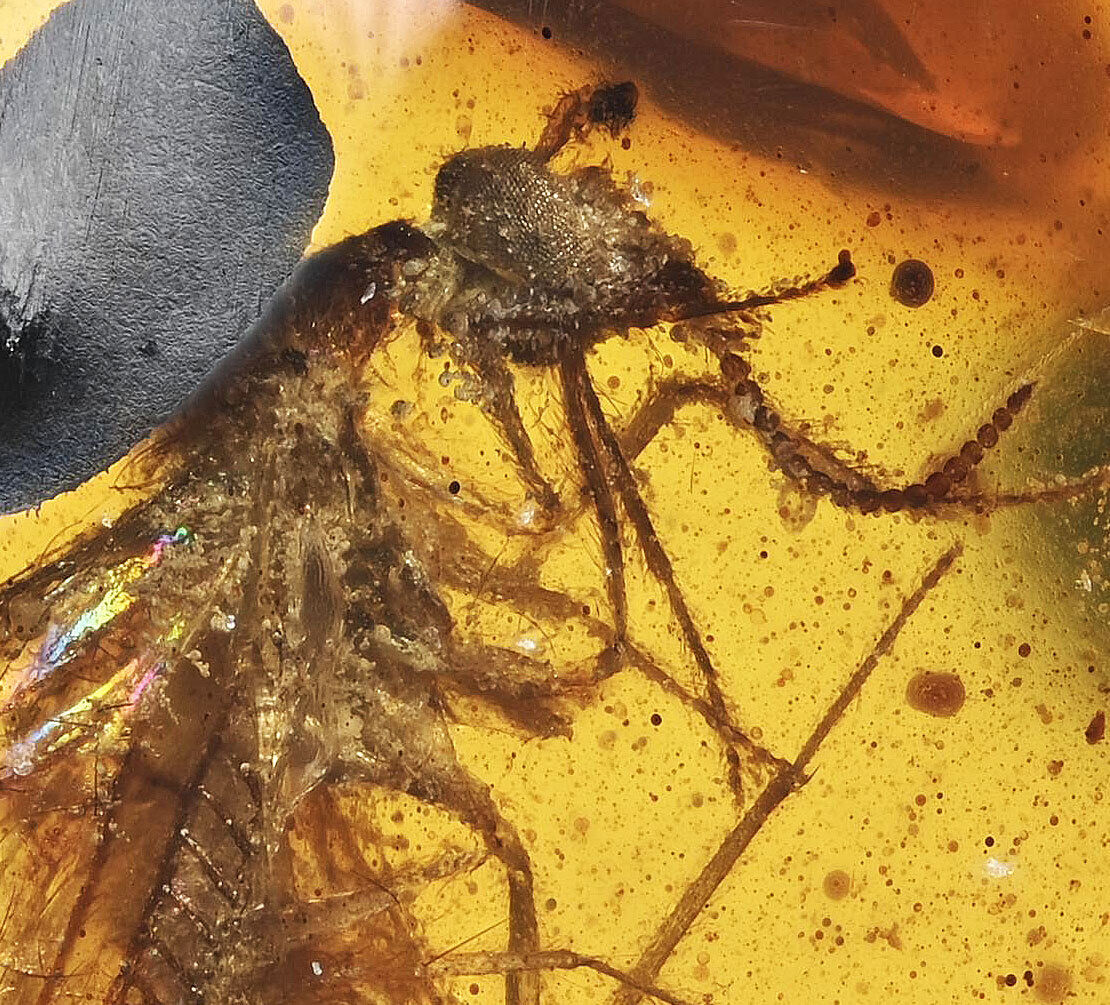 Neurotera Lacewing Fossil Inclusion in Burmese Amber (3229)