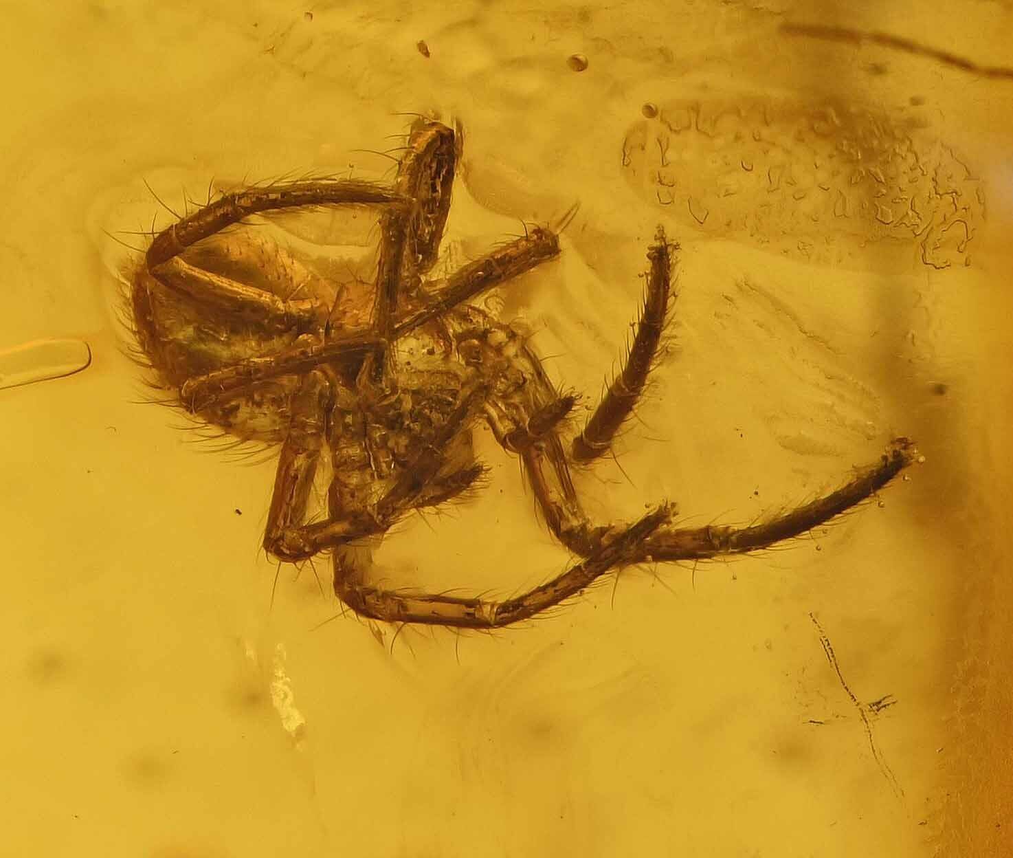 Arachnid Spider Fossil Inclusion in Baltic Amber (3404)