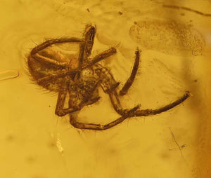 Arachnid Spider Fossil Inclusion in Baltic Amber (3404)