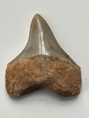 Megalodon Fossil Tooth 57mm (Carcharocles megalodon)