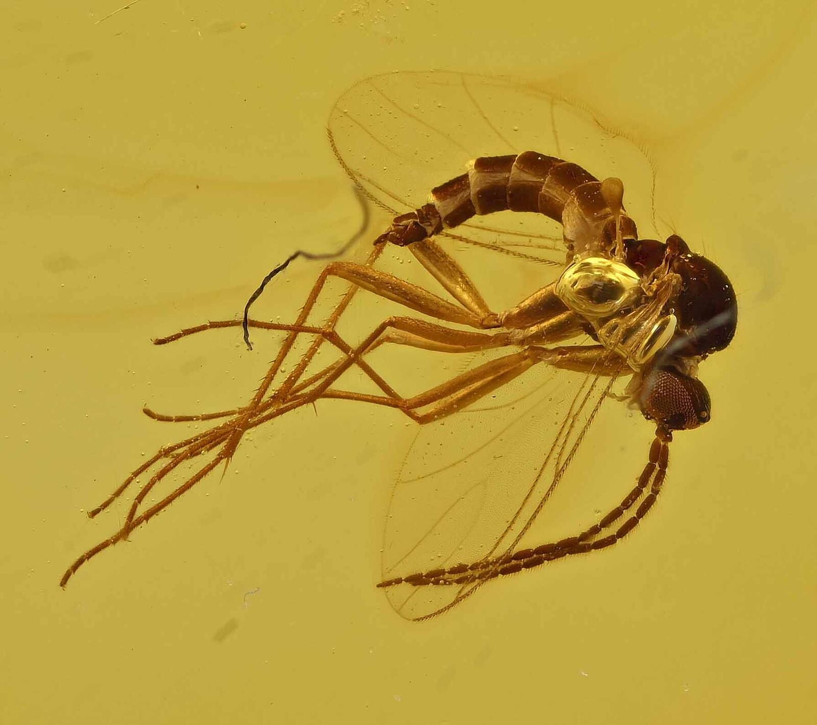 Nematocera Gnat Fossil Inclusion in Dominican Amber (3460)