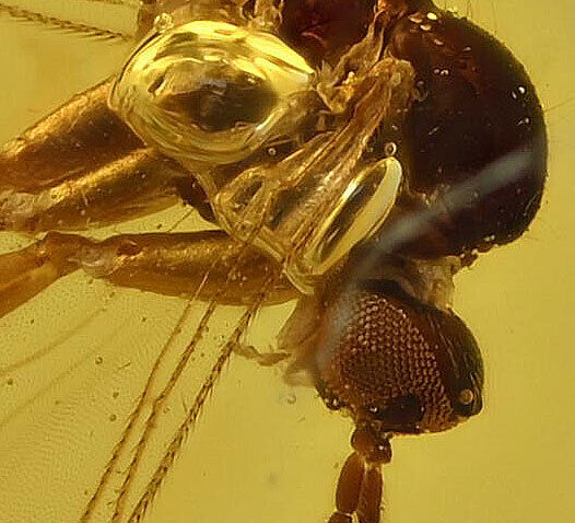 Nematocera Gnat Fossil Inclusion in Dominican Amber (3460)