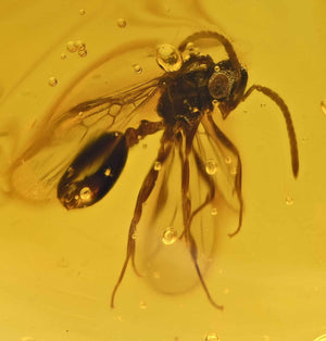 Hymenotera Wasp Fossil Inclusion in Dominican Amber (3468)