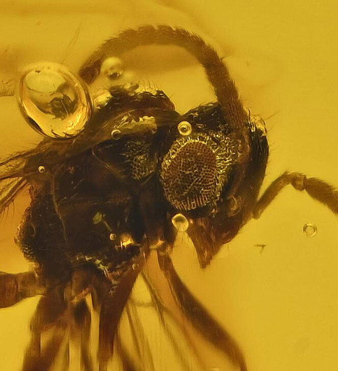 Hymenotera Wasp Fossil Inclusion in Dominican Amber (3468)