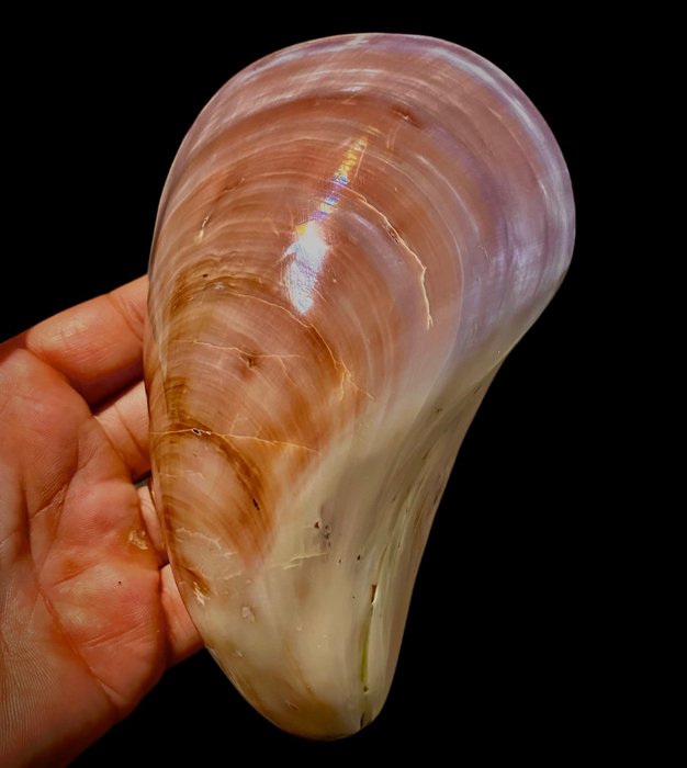 Polished Japanese Conch Shell (Mytilidae species) 2020