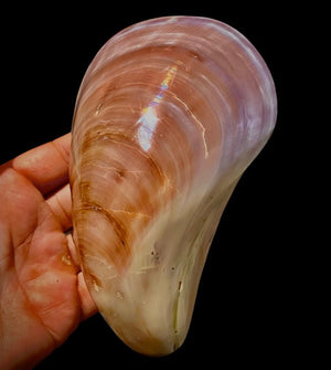 Polished Japanese Conch Shell (Mytilidae species) 2020