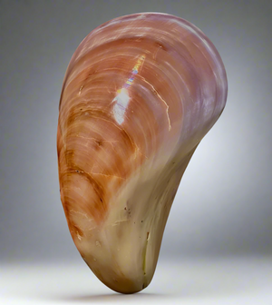 Polished Japanese Conch Shell (Mytilidae species) 2020