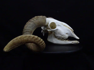 Large Ram Skull (Ovis aries) Non-CITES species