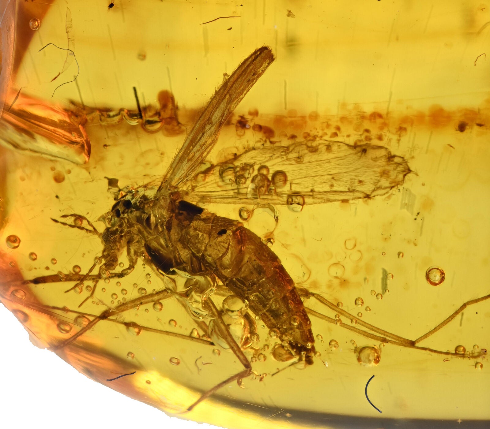 Chironmidae Midge Fossil Inclusion in Baltic Amber (3821)