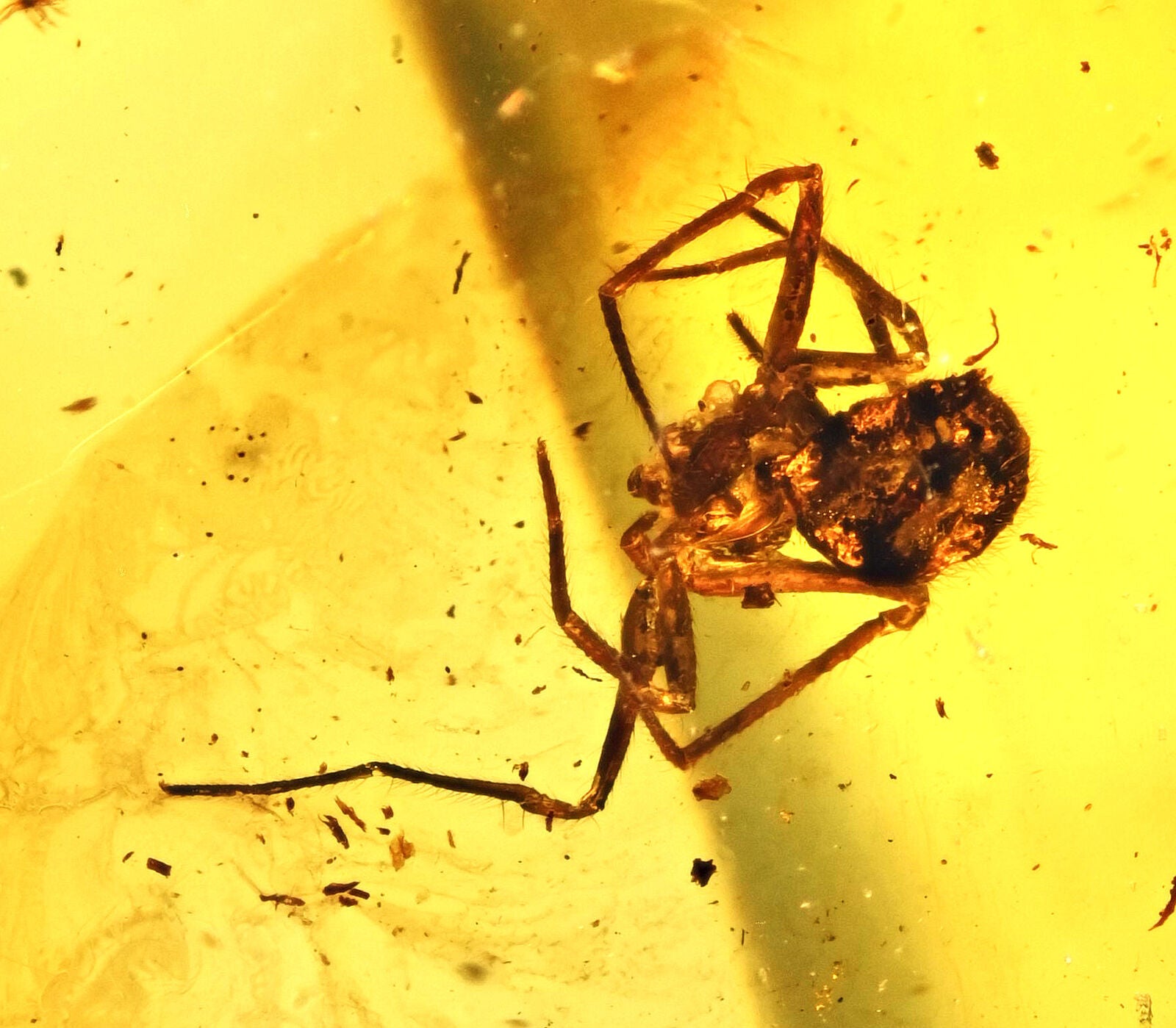 Arachnid Spider Fossil Inclusion in Baltic Amber (445)