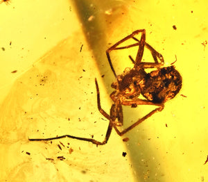 Arachnid Spider Fossil Inclusion in Baltic Amber (445)