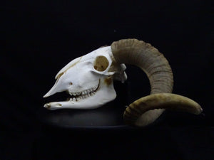 Large Ram Skull (Ovis aries) Non-CITES species