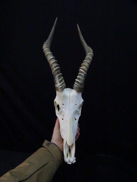 Blesbok Skull (Damaliscus pygargus phillipsi) Non-CITES species