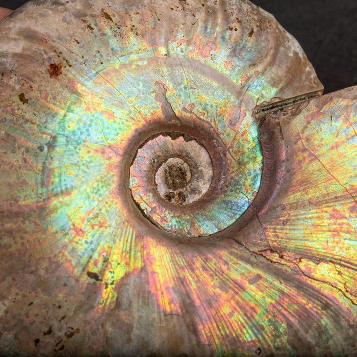 Rare Rainbow Ammonite Fossil, Cretaceous, Lower (145 - 100.5 million years)