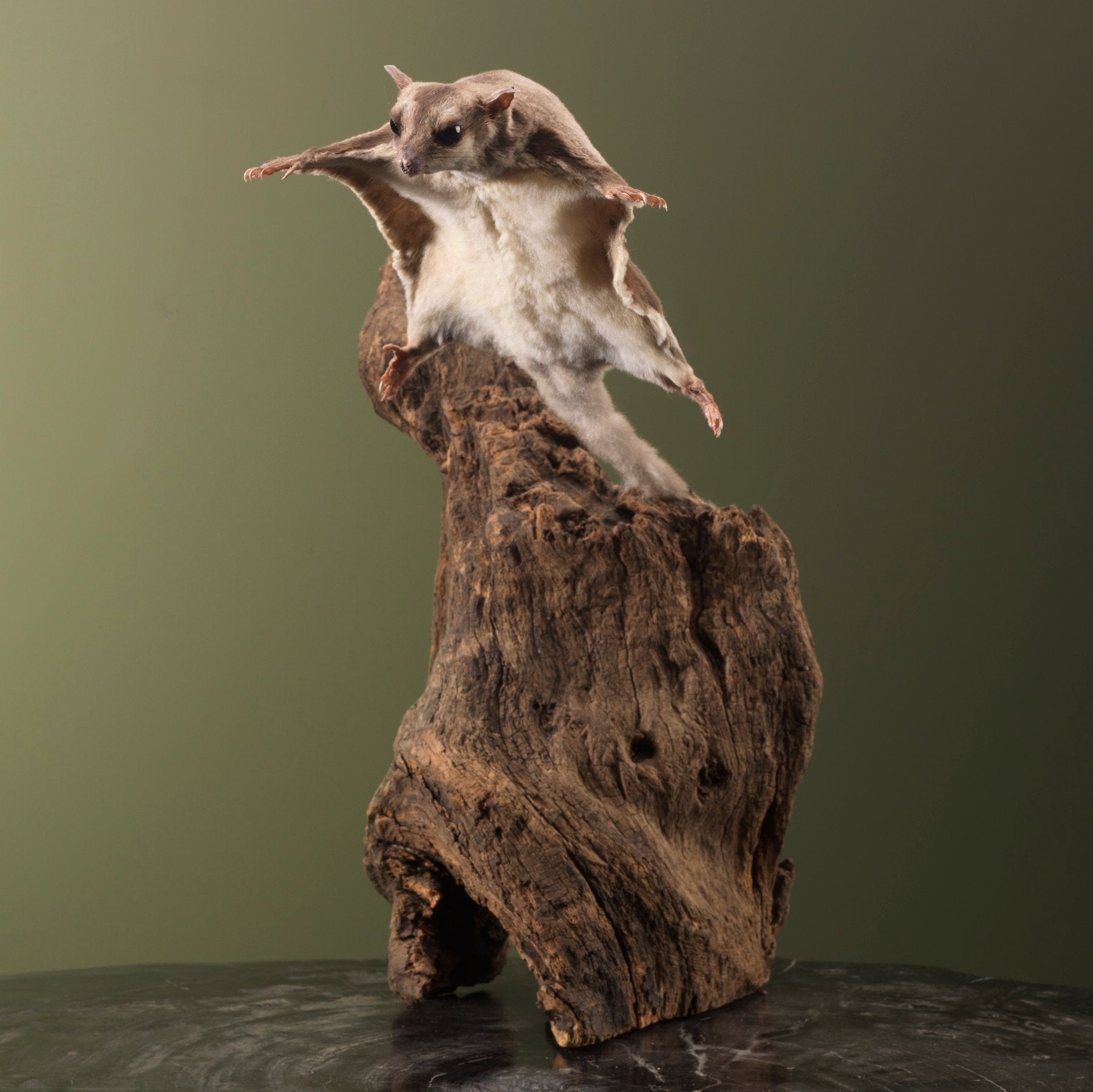 Sugar Glider Taxidermy (Petaurus breviceps) Non-CITES species