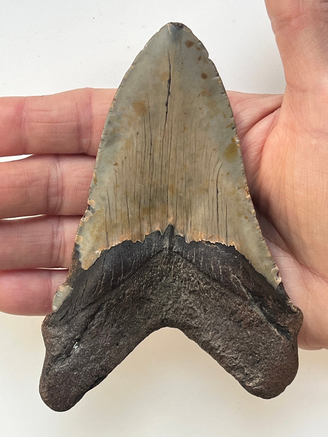 Megalodon Fossil Tooth 125mm (Carcharocles megalodon)