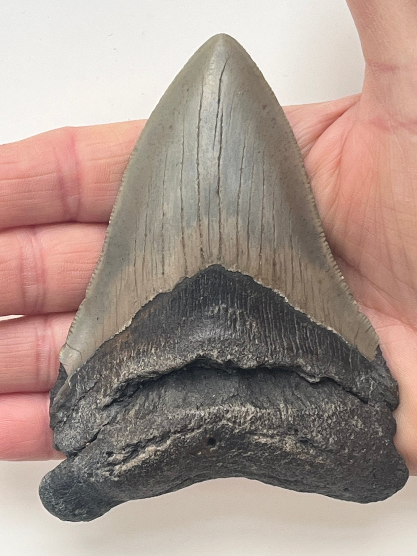 Megalodon Fossil Tooth 116mm (Carcharocles megalodon)