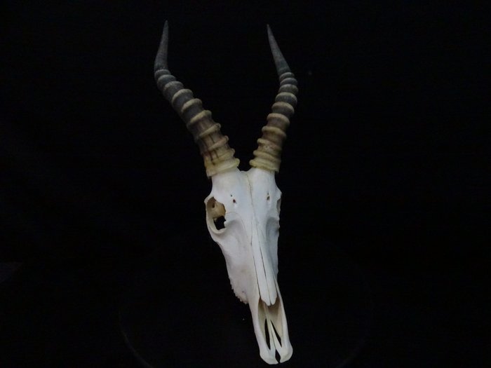 Blesbok Skull (Damaliscus pygargus phillipsi) Non-CITES species